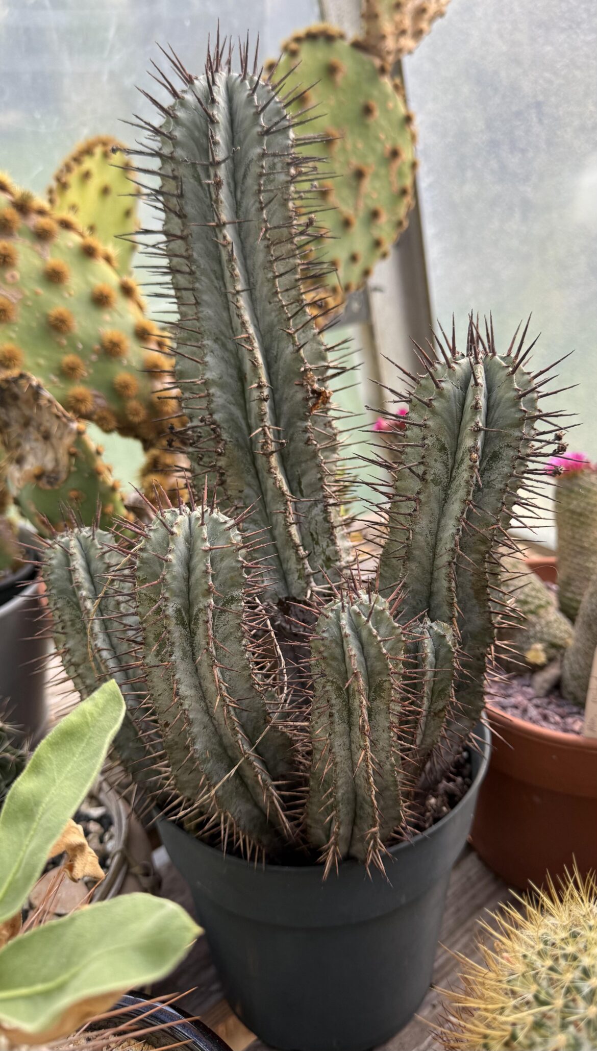 Euphorbia horrida alba