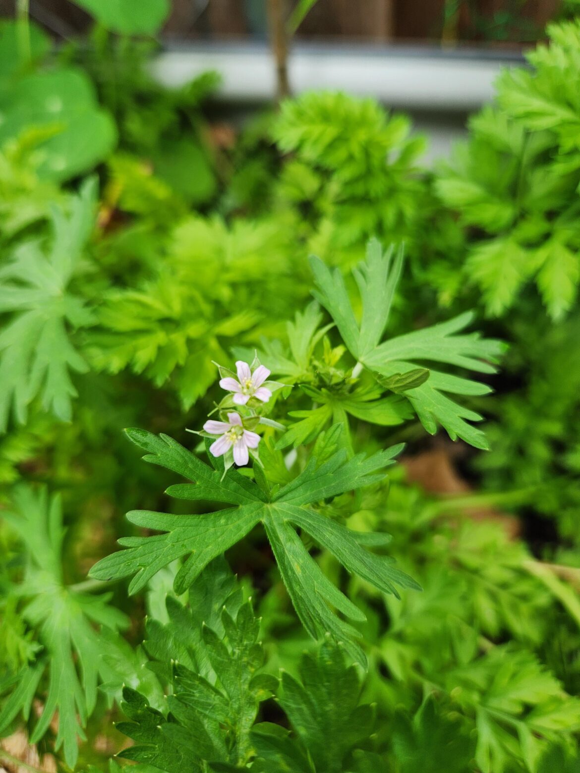 Does anyone know what this plant is?