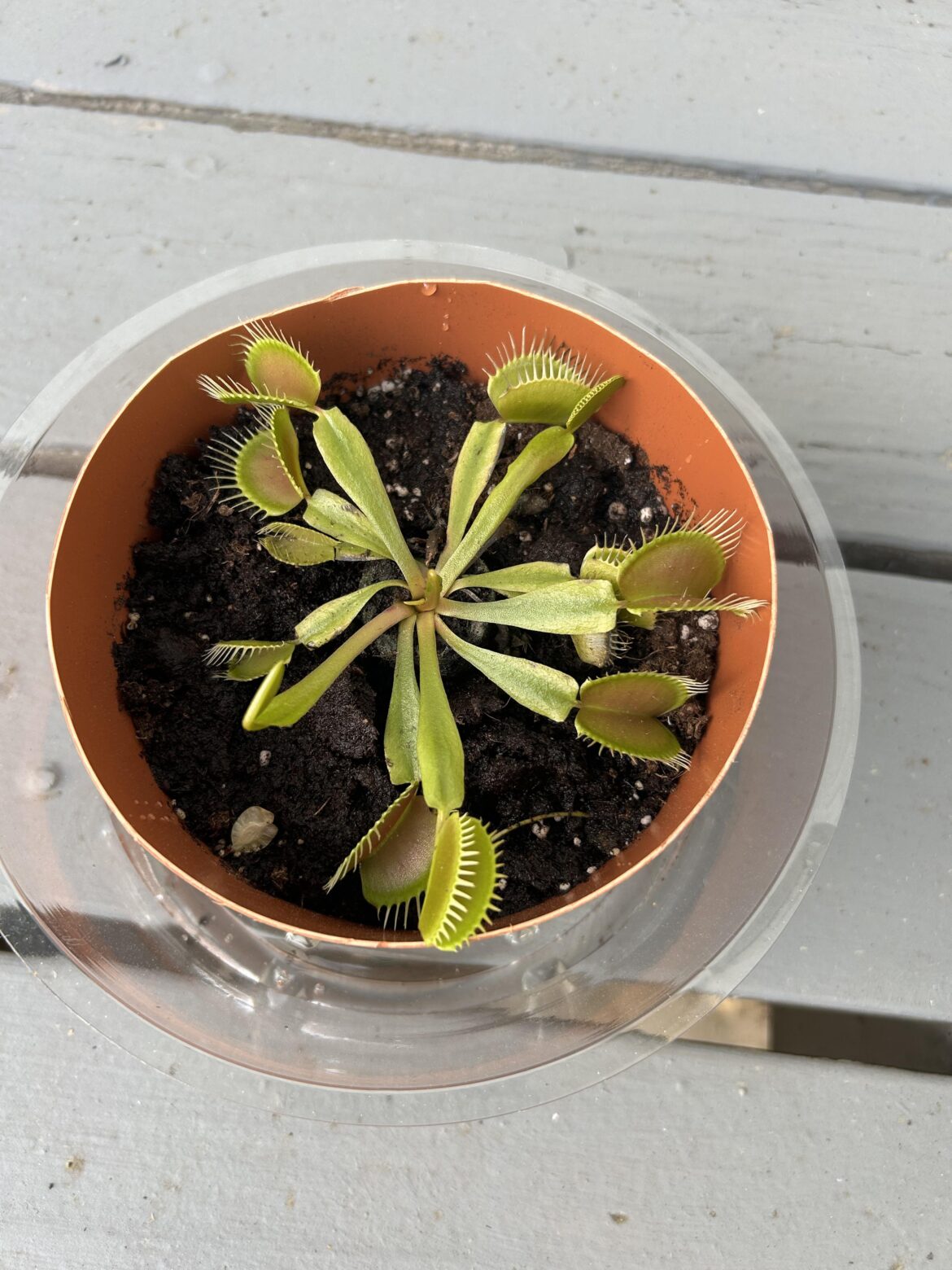 My first plant is a VFT :)