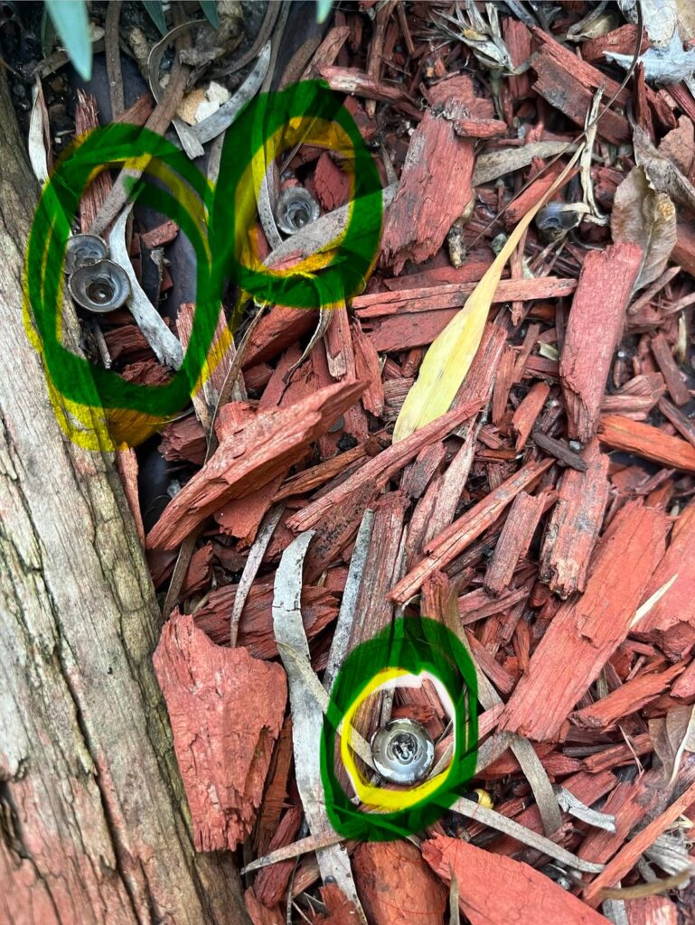 How to deal with these mushrooms? How to deal with these mushrooms?