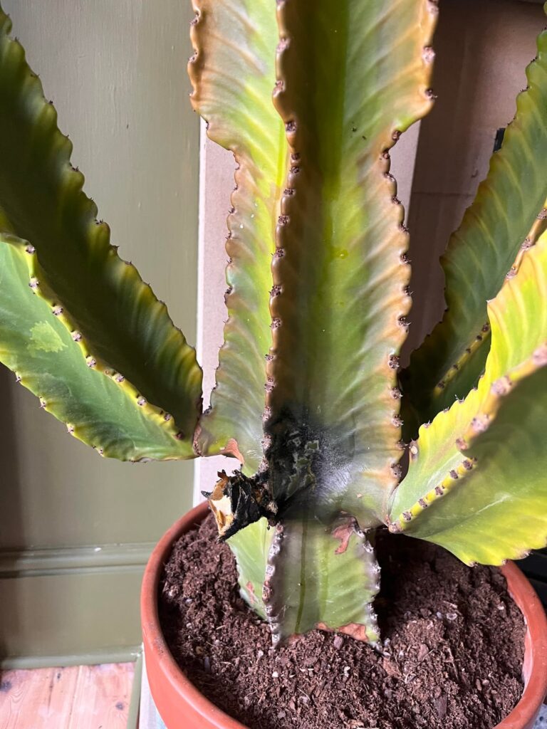 Help needed - is my plant dying and what can I do about it?