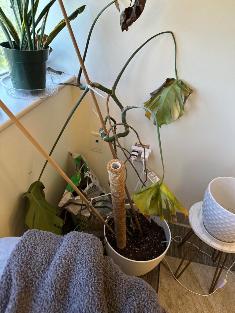 Thought this monstera was dead, but noticed new growth? Thought this monstera was dead, but noticed new growth?