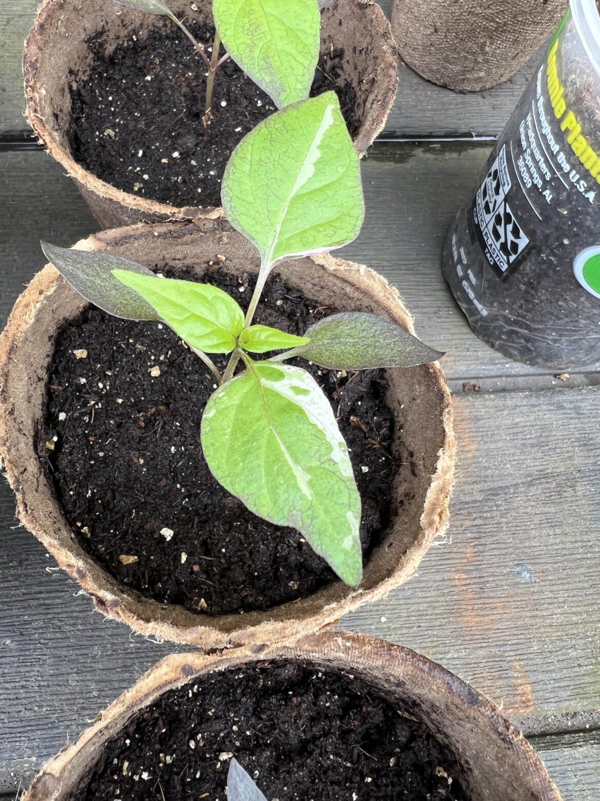 Question about brown leaves?