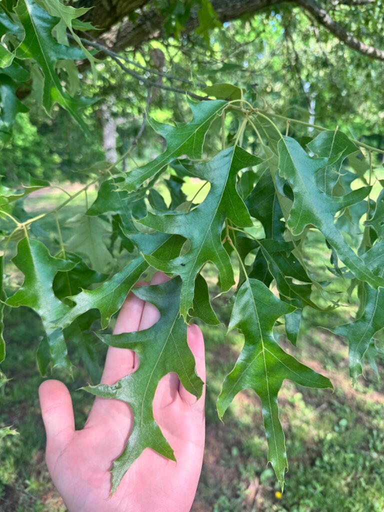 What type of oak is this? Northwest Arkansas.