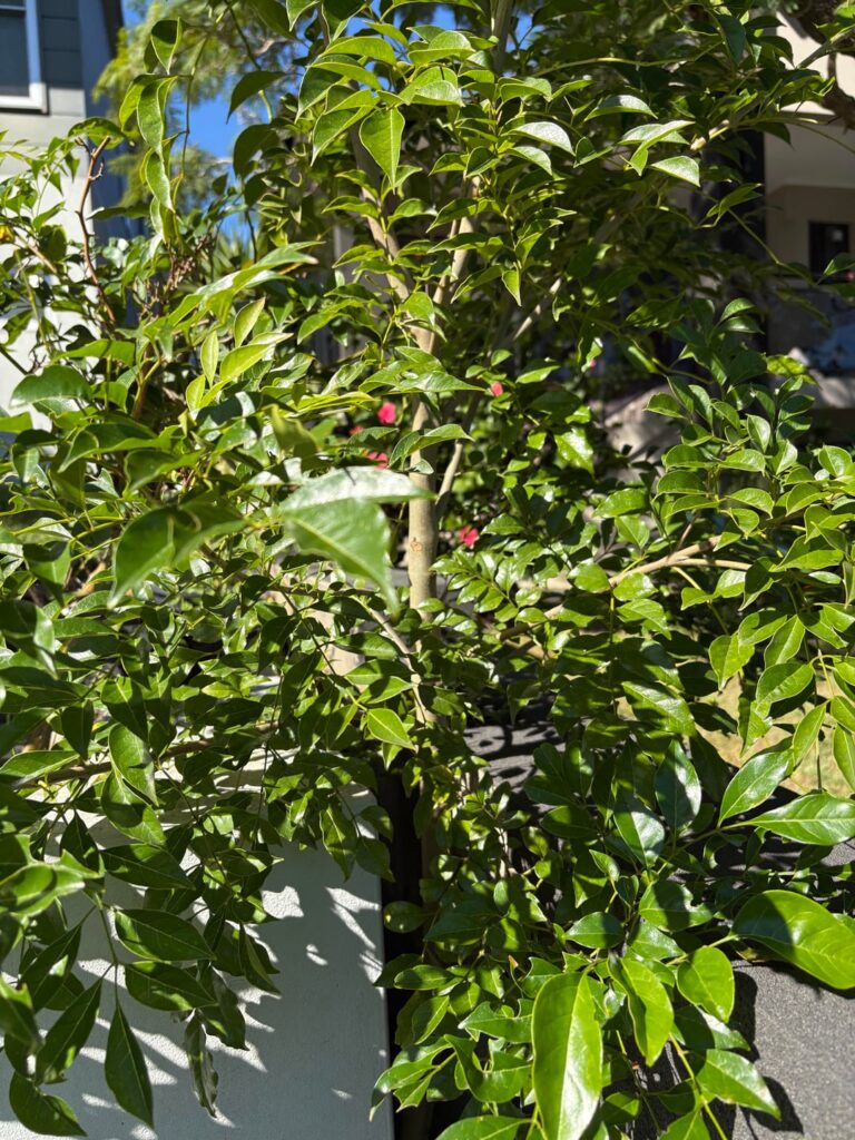 Tree identification in South Coast NSW