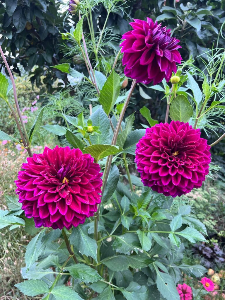 Advice for growing dahlias in Dallas/Ft. Worth? Advice for growing dahlias in Dallas/Ft. Worth?
