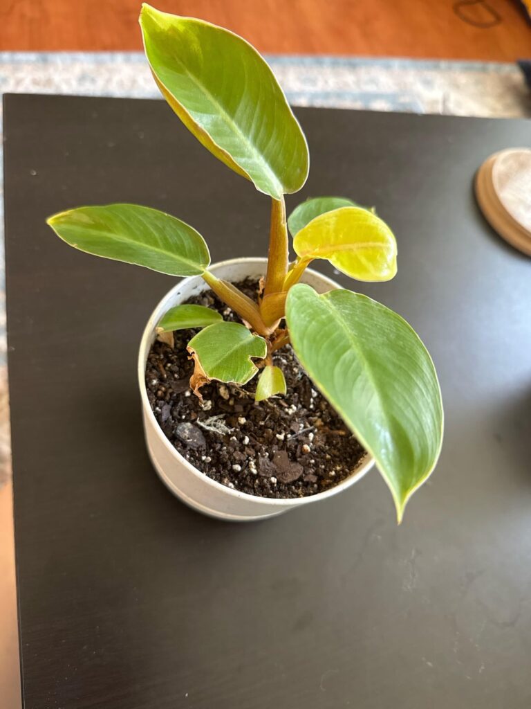 Help! The stalk of my philodendron is yellow/browning.
