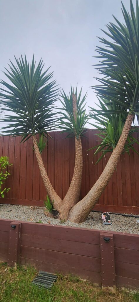 Yucca and retaining wall advice Yucca and retaining wall advice