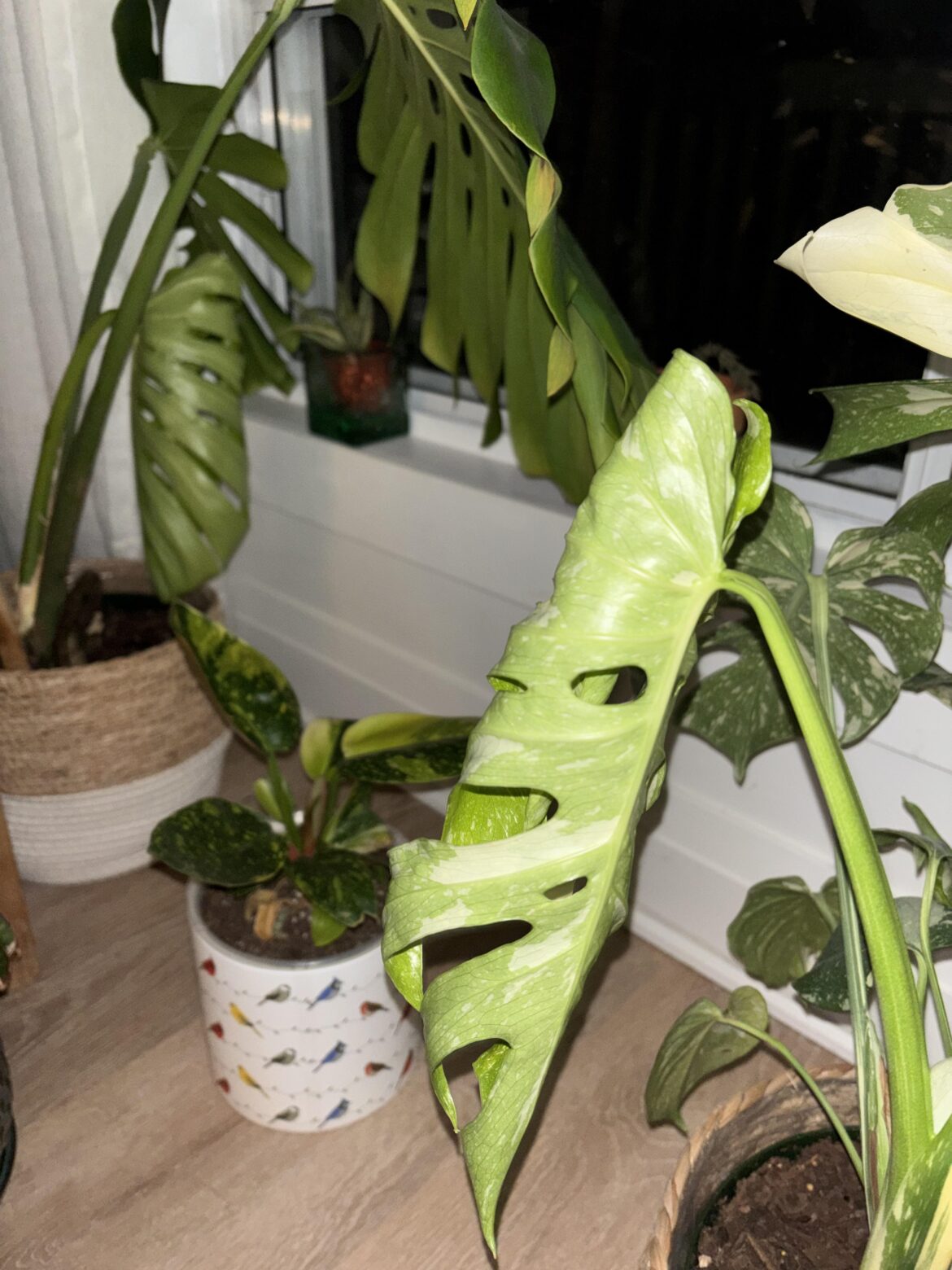 Double unfurling day 🤌