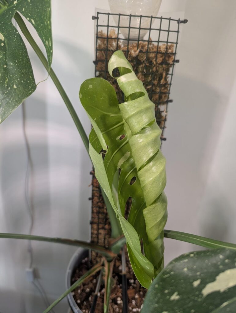 First inner fenestrations on my Thai Con