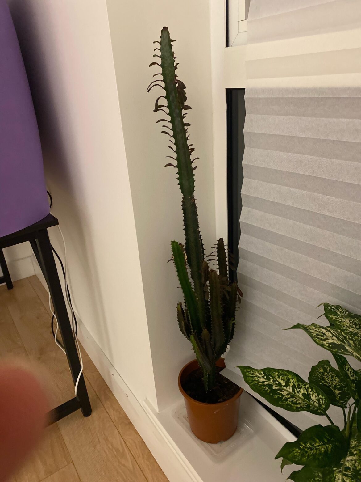 Euphorbia trigona cut and propagate works ? Euphorbia trigona cut and propagate works ?