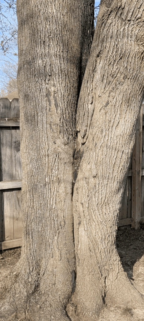 Concerned about the included bark on a tree in the backyard. Concerned about the included bark on a tree in the backyard.