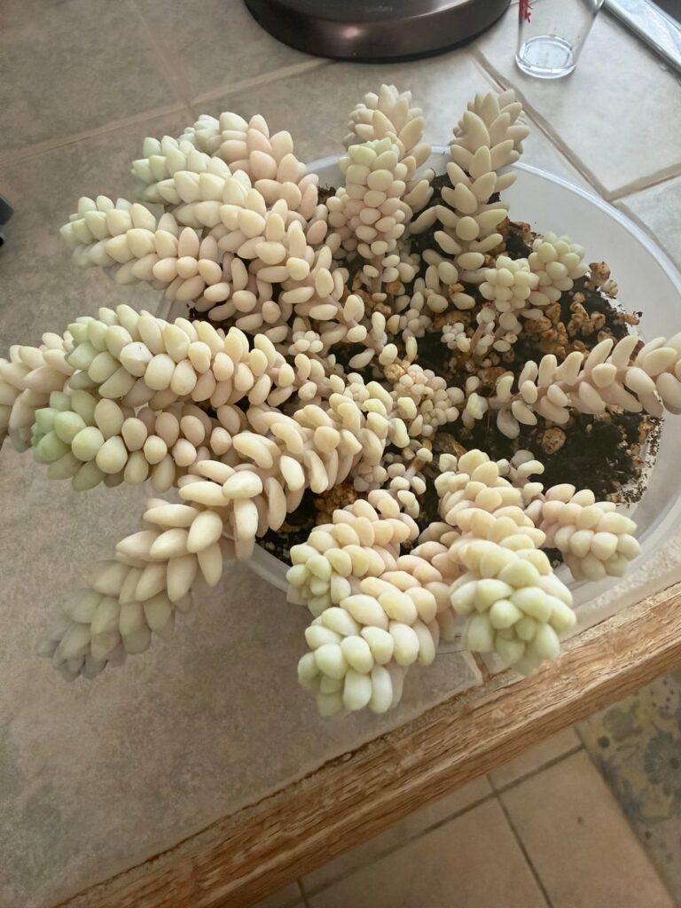 Color draining from plant?