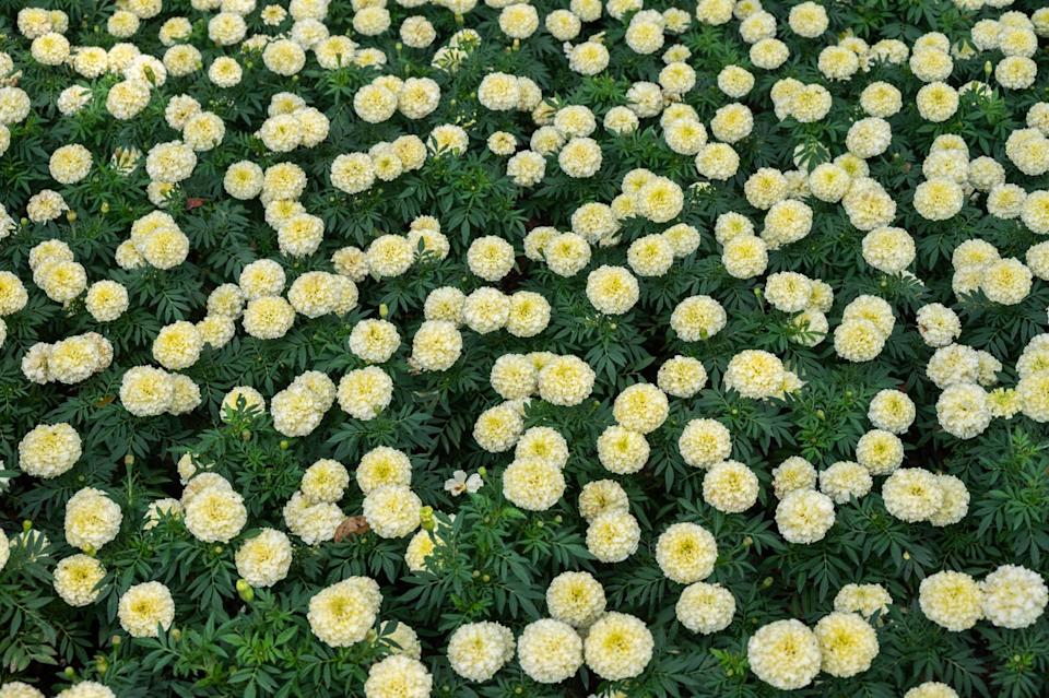 if you plant only one annual marigold