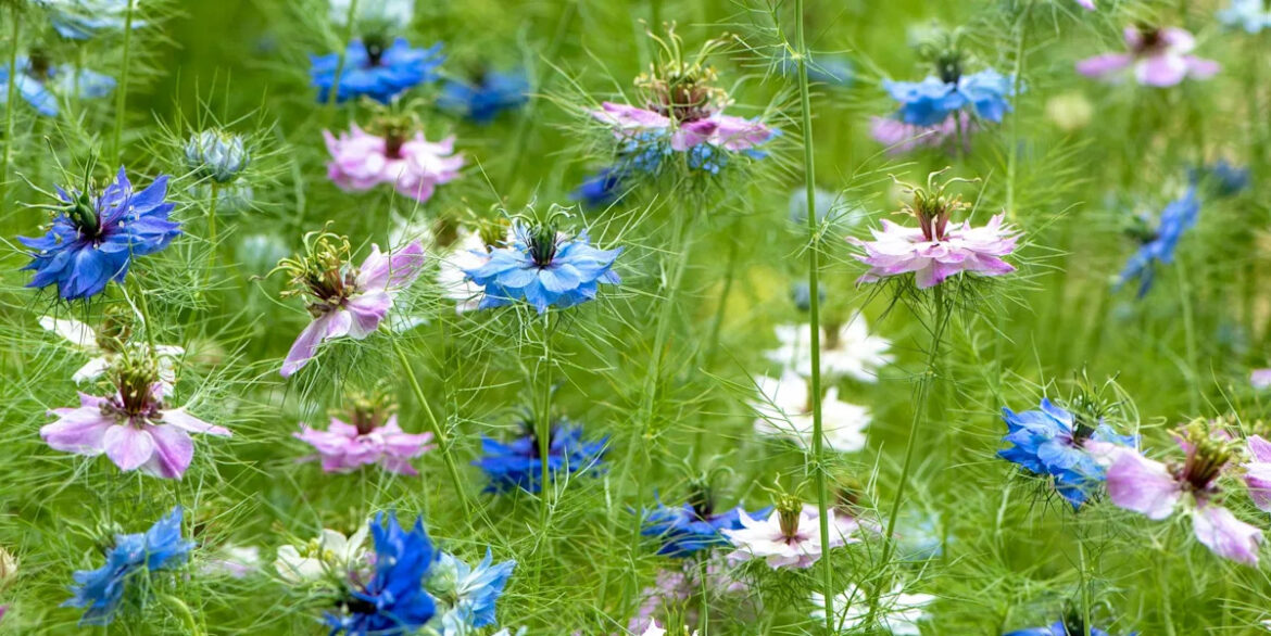 11 stunning self-seeding flowers for effortless gardening, including forget me nots
