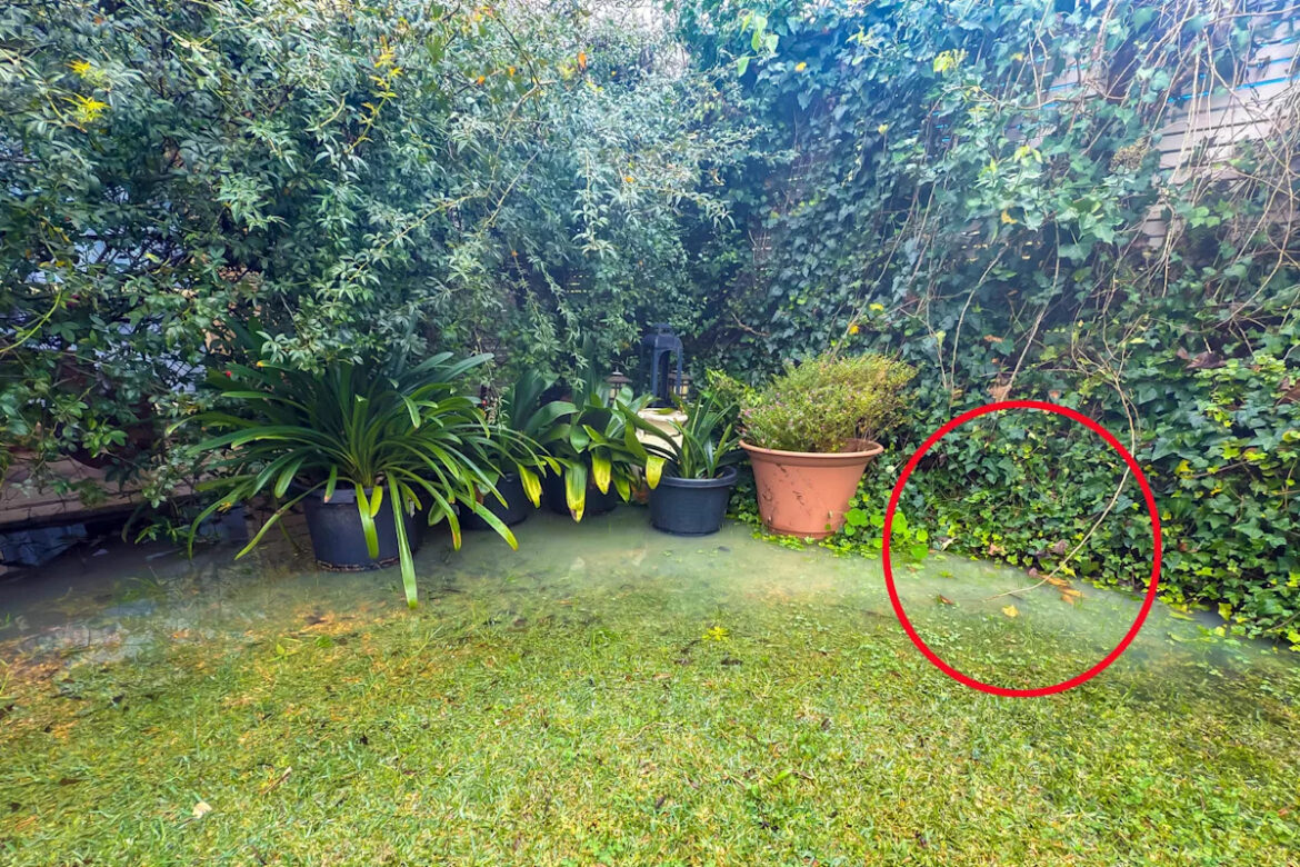 Aussies warned of unwanted pest invading homes and gardens in ‘sweeping droves’ Aussies warned of unwanted pest invading homes and gardens in 'sweeping droves'
