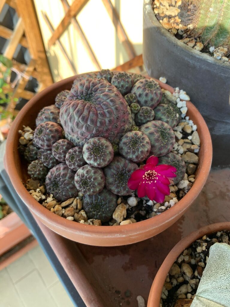 Lovely surprise no. 2 (violacidermis first bloom ever!) and 3!
