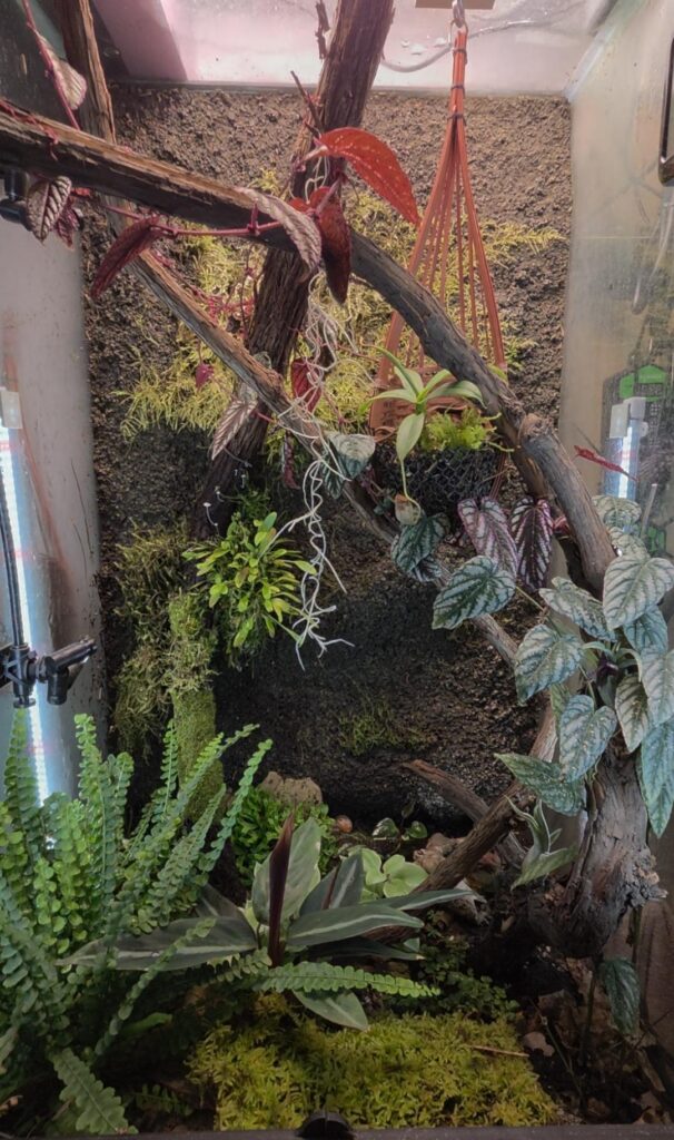 6 months in... feel like it's a slow process! My 2 "big" plants are still too small to even see! Anthurium and Marcgravia in the back, slowly making progress