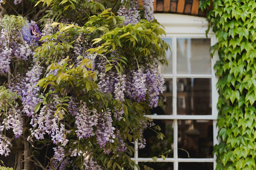 Wisteria around the window wisteria in spring, london. wisteria climbing up a house wall