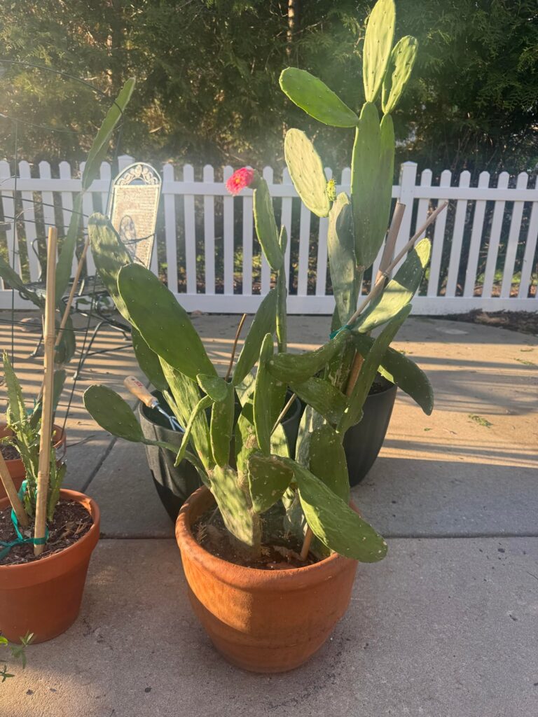 First bloom !