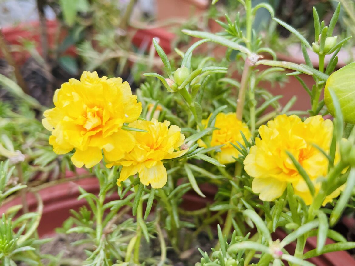 It’s growing in my garden. What is it called in your area?