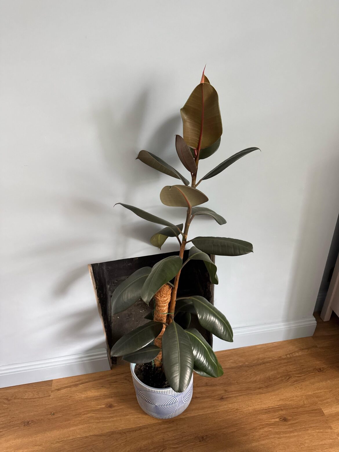Cutting back rubber plant