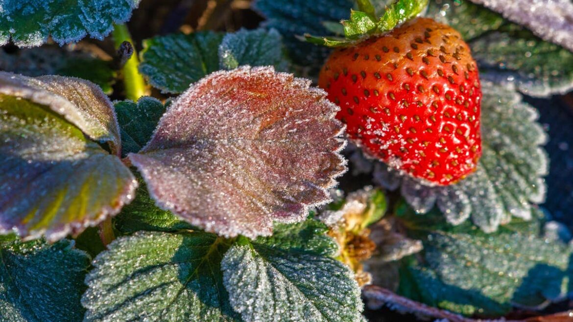How Changing Frost Patterns Are Impacting Spring Planting for Gardeners Dengarden