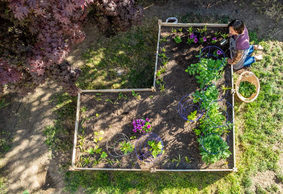 Summer Gardening at Home