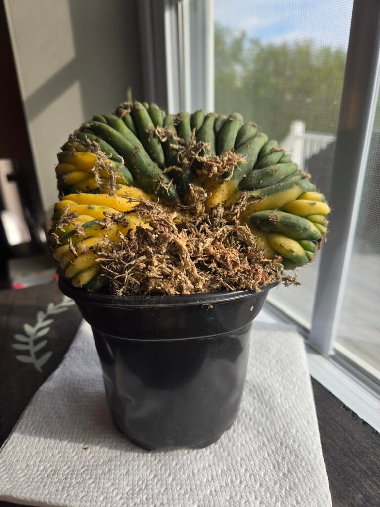 New Cactus day :D