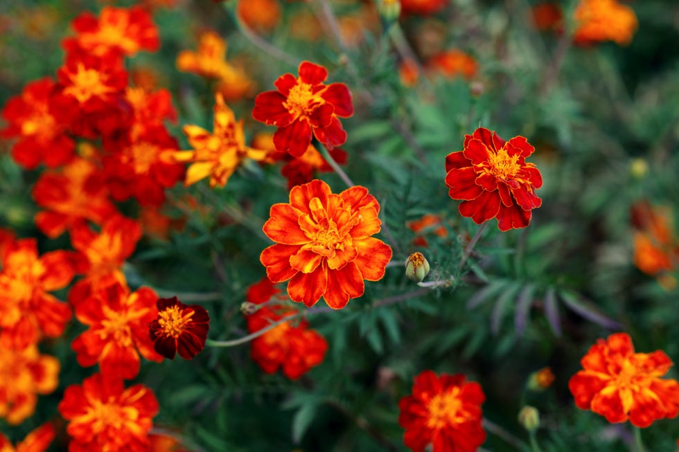 Vibrant orange and red marigold flowers blooming in a garden, showcasing their intricate petals and rich colors if you plant one annual marigold