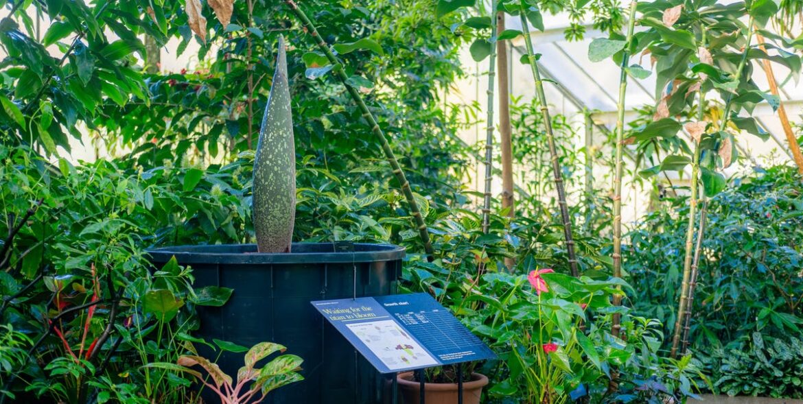 Kew Gardens' First Rare 'Corpse Flower' Set To Bloom Soon – Don't Miss Its Notorious Scent