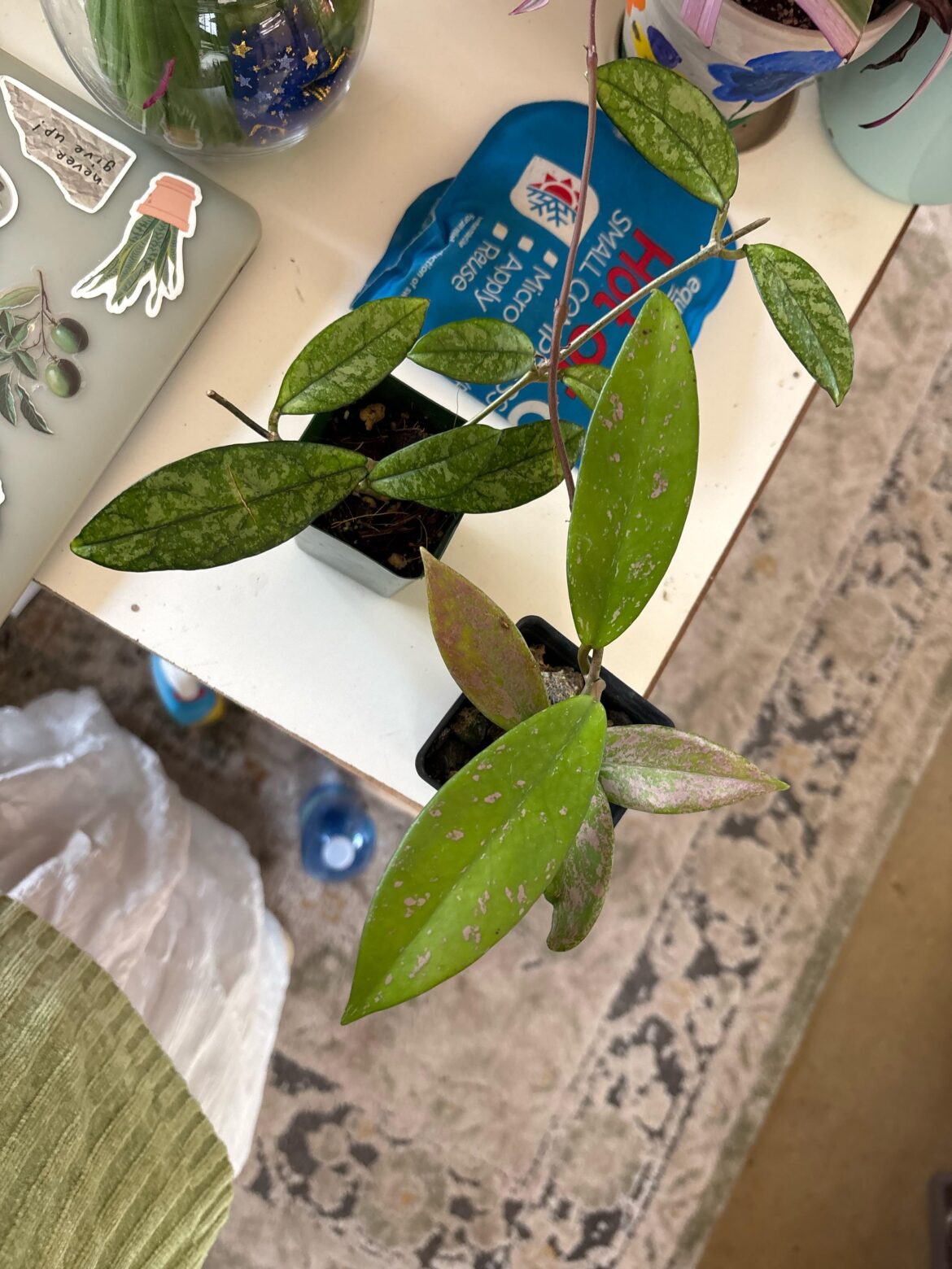 Hoya ID!