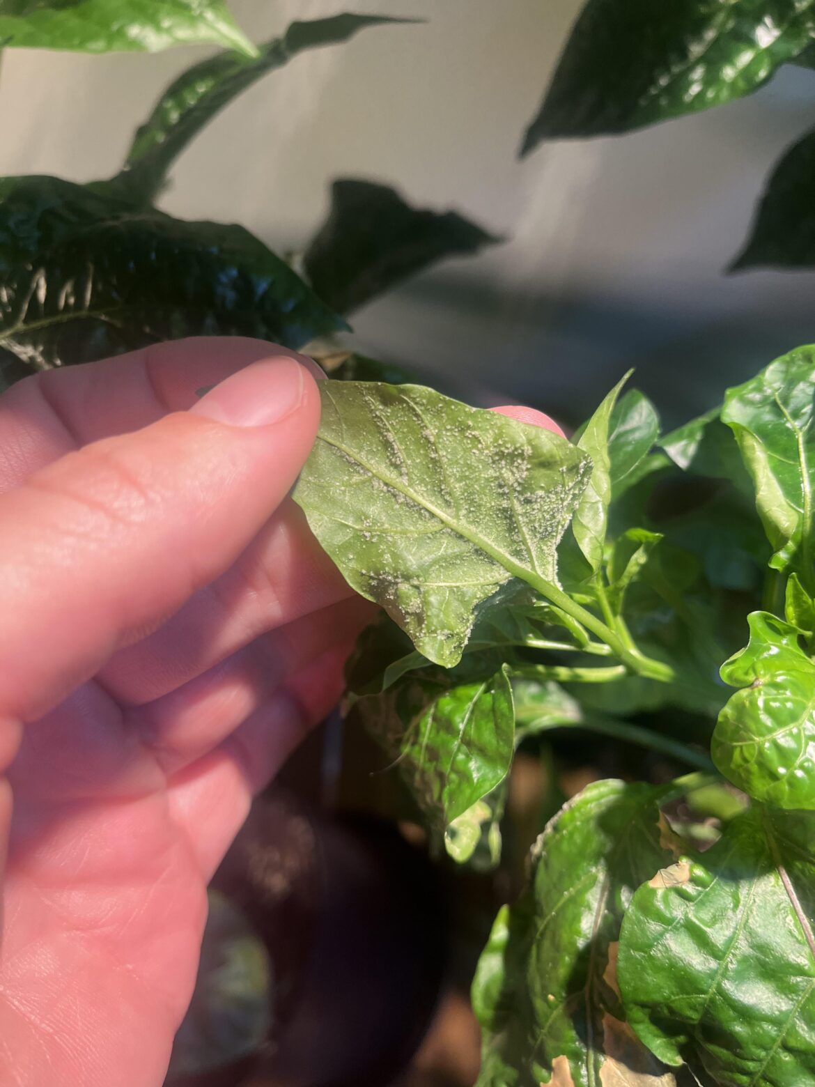 Could this be spider mites on my chili plant?
