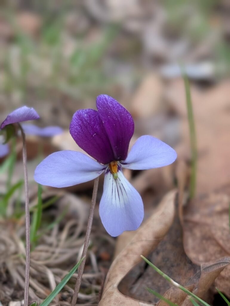 Wild Violets Dazzle!