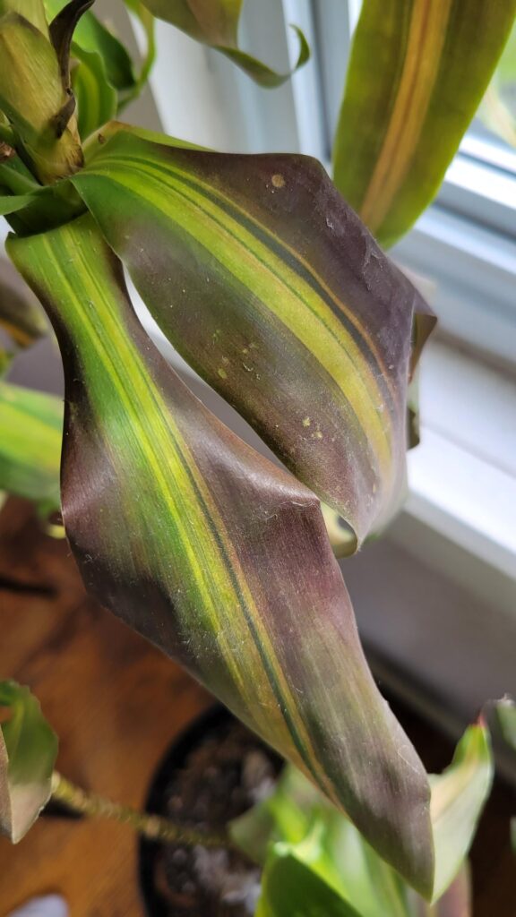 Multiple ills affecting my dracaena Multiple ills affecting my dracaena