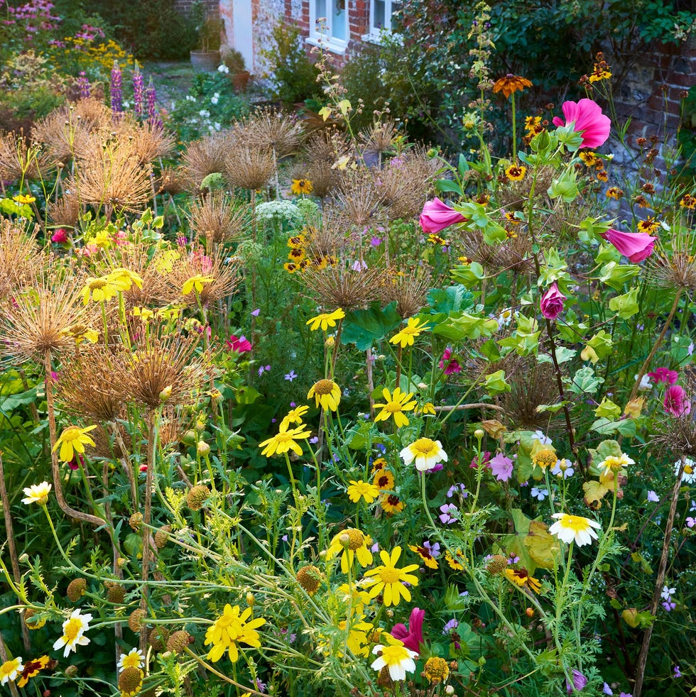 Garden wildflowers mix of wild flowers in a cottage garden in evening light