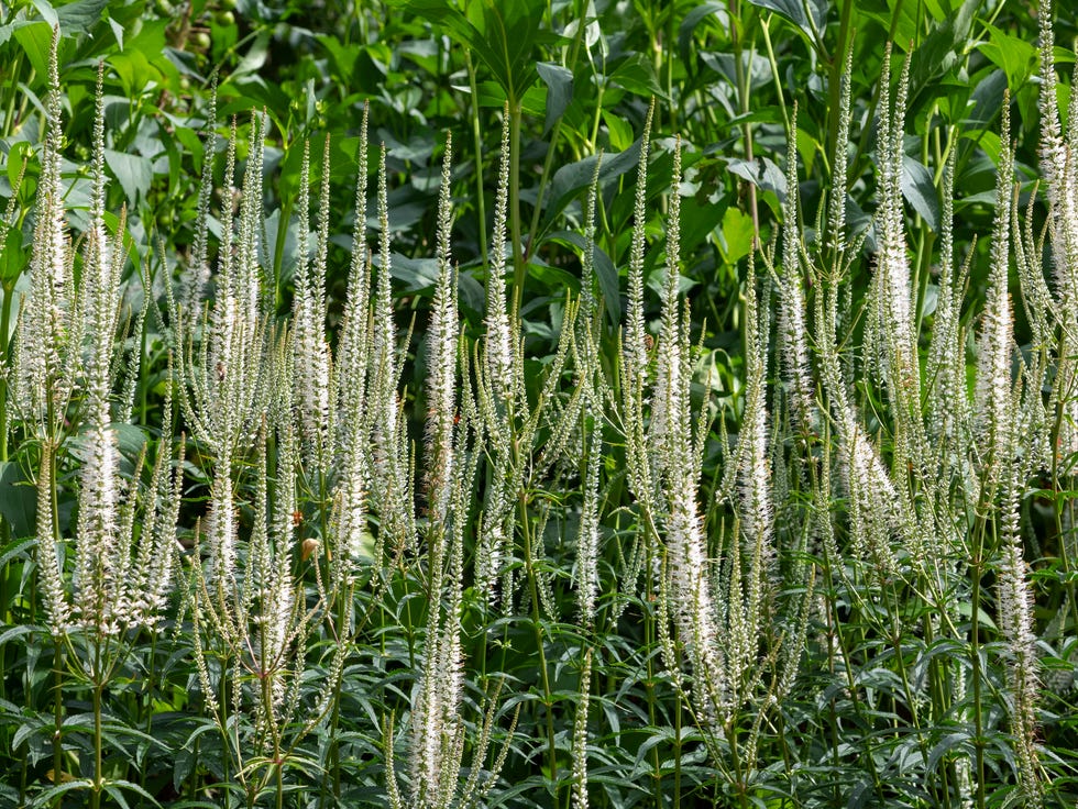 Veronicastrum Virginicum Album a tall perennial plant with slender spikes of white flowers in mid summer