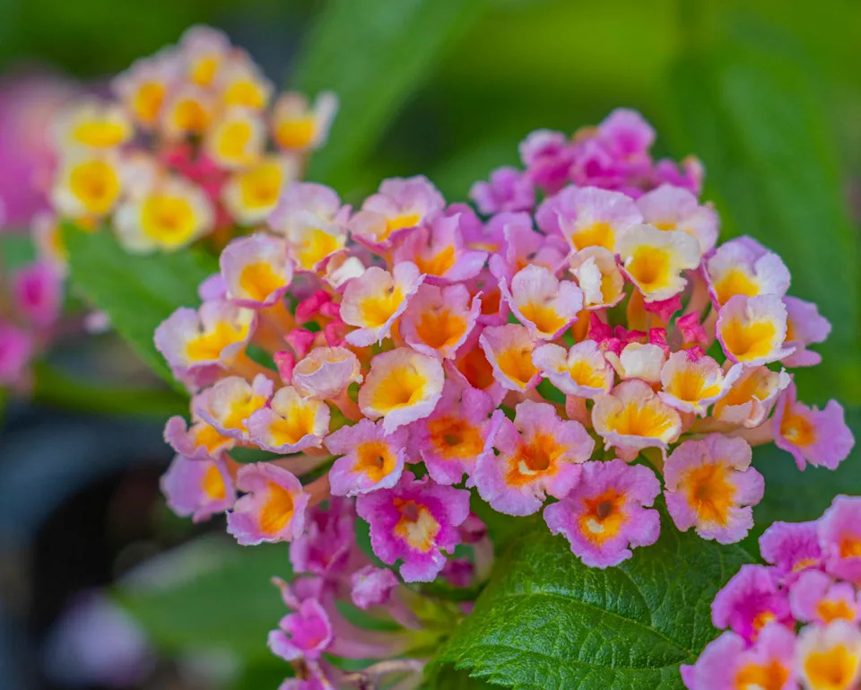 cluster of small multi colored flowers in bloom.
