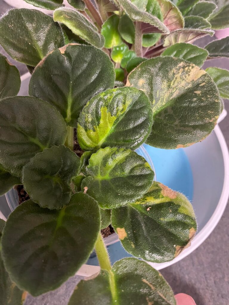 I think I have steady variegation 🙌🏻 and a bloom bath 🤩