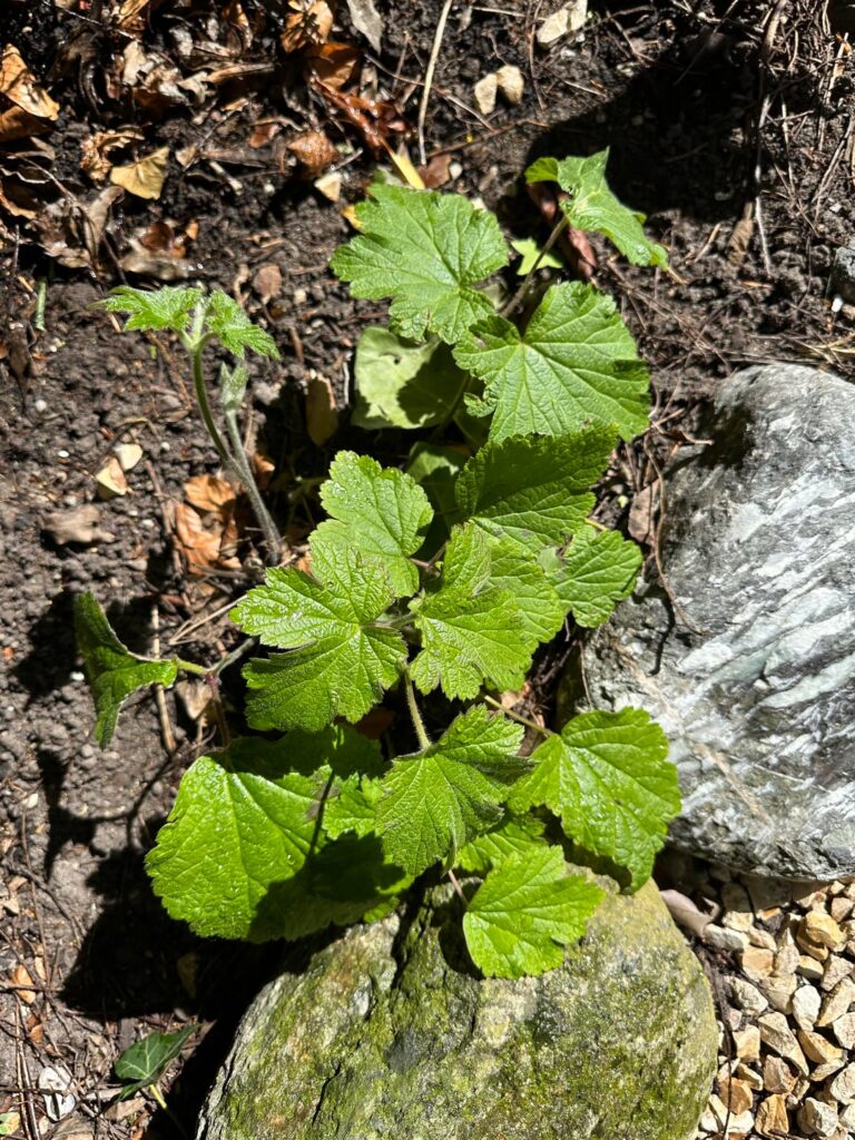 Popping up in my entire garden