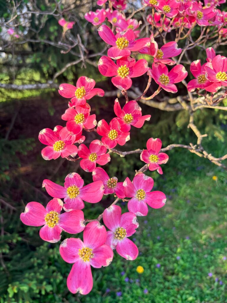 A very pretty tree, actually.