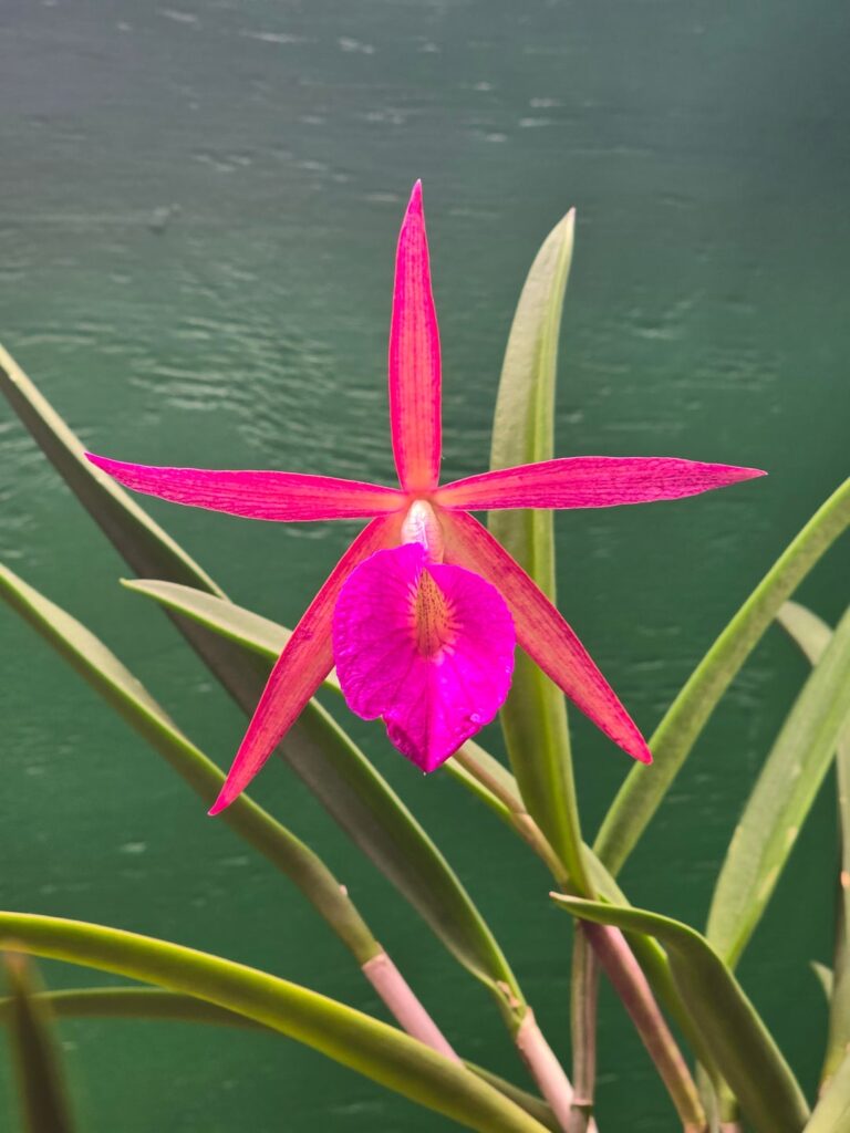 Bc Hamlyn's magic leliani fully opened bloom