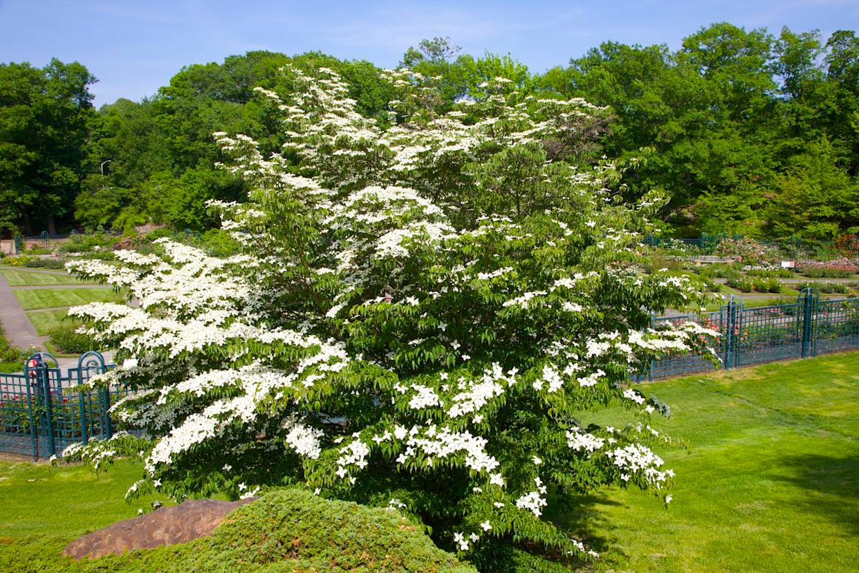 A blooming dogwood (Cornus x rutcan 'Constellation')Credit: Barry Winiker/Getty Images
