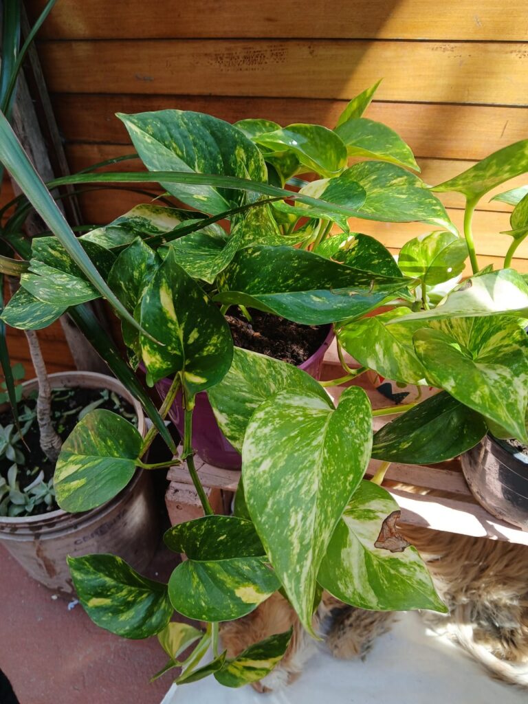 Presenting my pothos