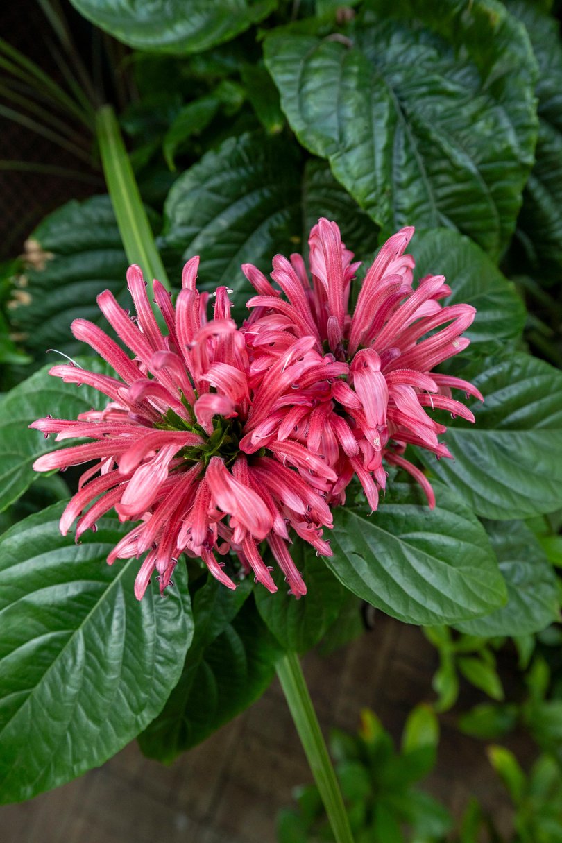 A Pink Candle in Kathy Budd’s Lesmurdie garden.