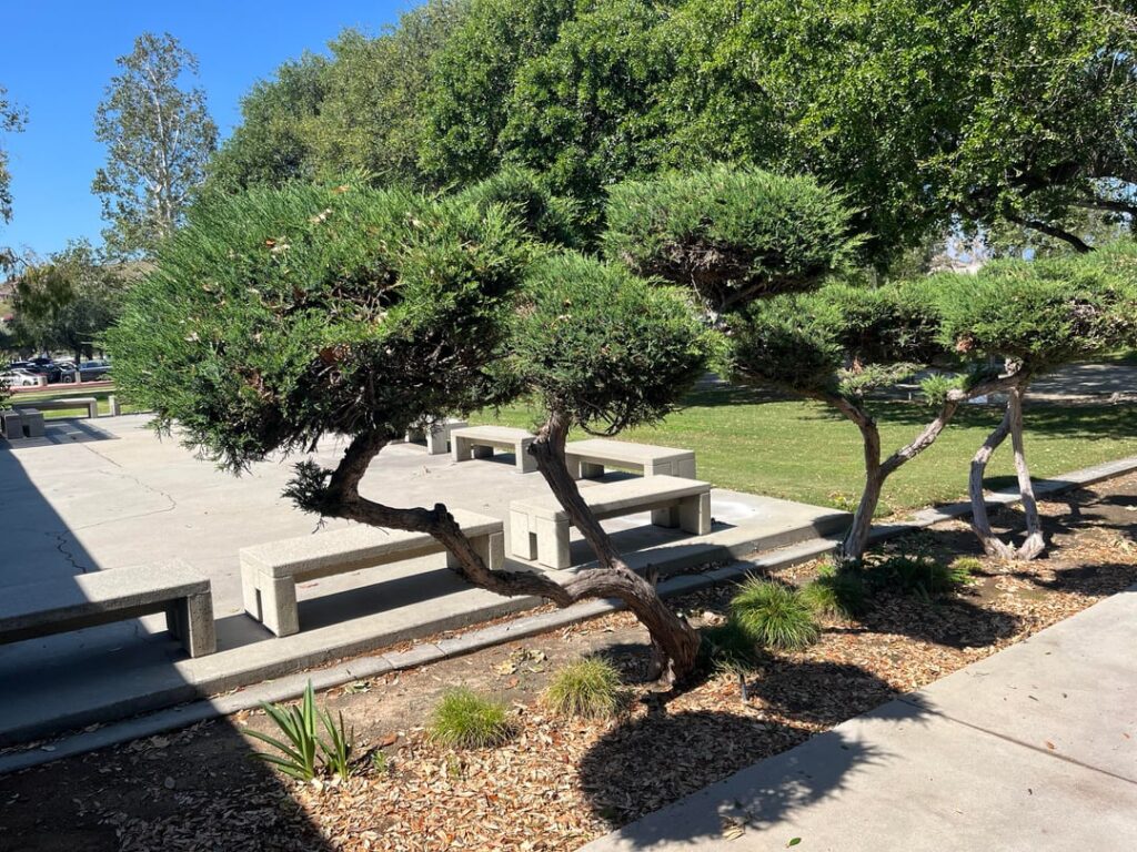 Does anyone know what species of Juniper this is?