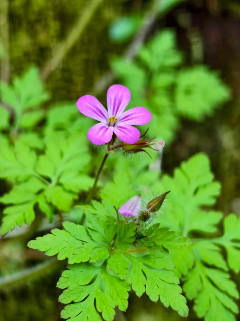 A walk through the forest – new discoveries. I've never seen flowers like these before.