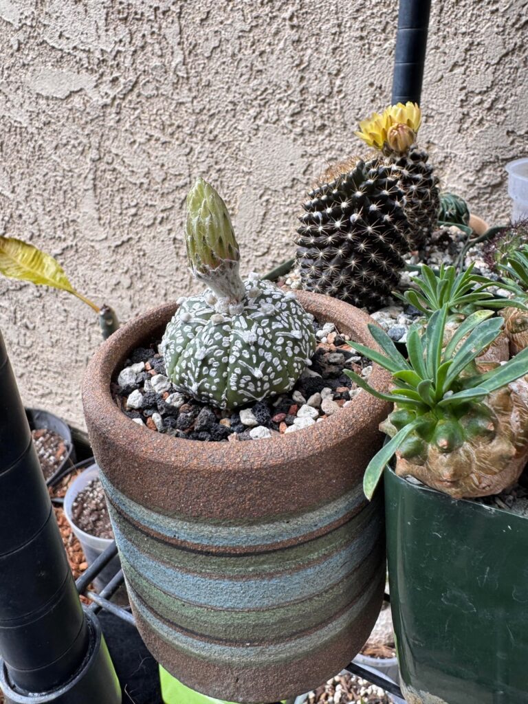 bloom! 2 hour difference