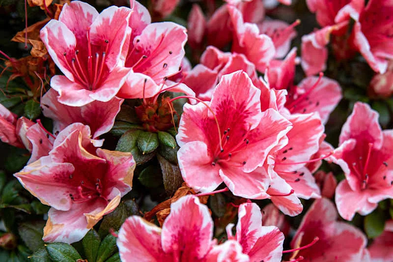 coral pink flower with white ruffled edges, Encore Azalea Azalea Sunburst