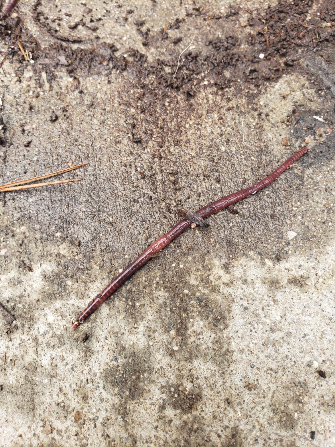 Good worms or bad? Location Southern cali